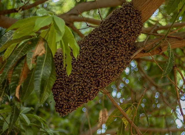 Organic Branch Honey — கொம்பு தேன் wild bees on a tree branch