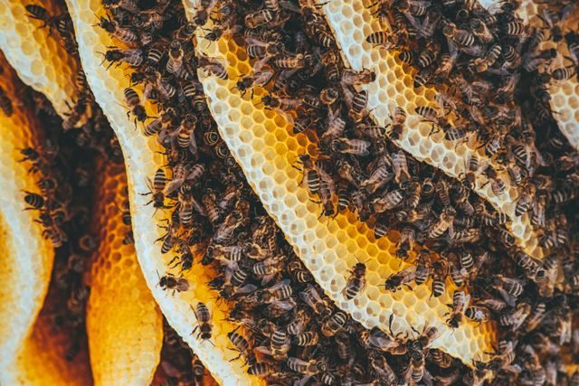 Organic Cavity Honey — அடுக்கு தேன் bees on layered wild comb