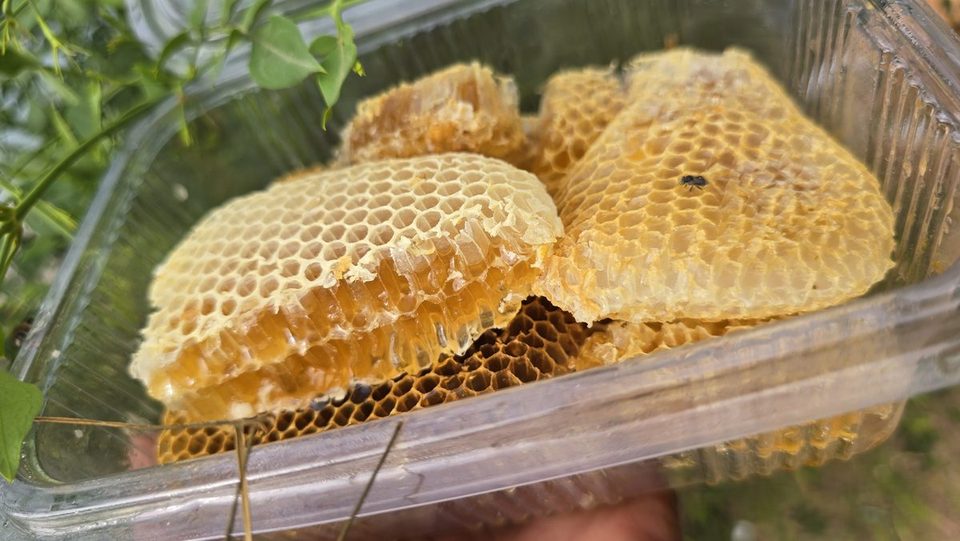 RR Honey adai honey — அடை தேன் dense comb-cake harvest from Krishnagiri